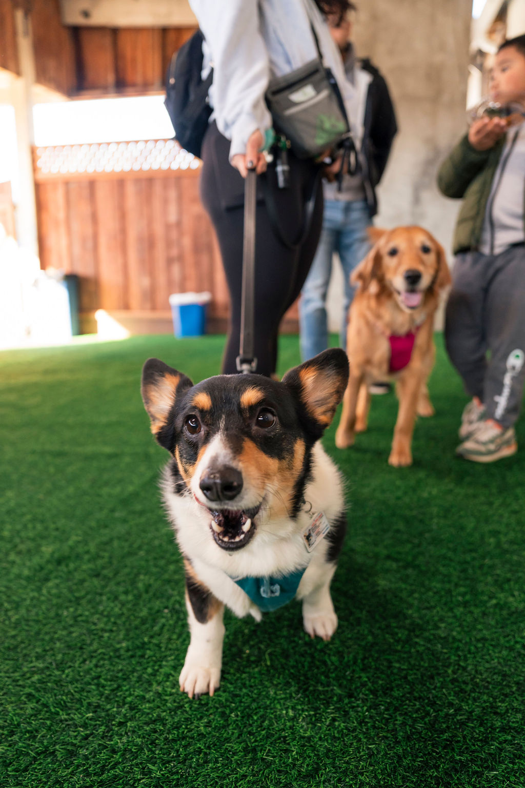 Happy dog at Paw Vivant