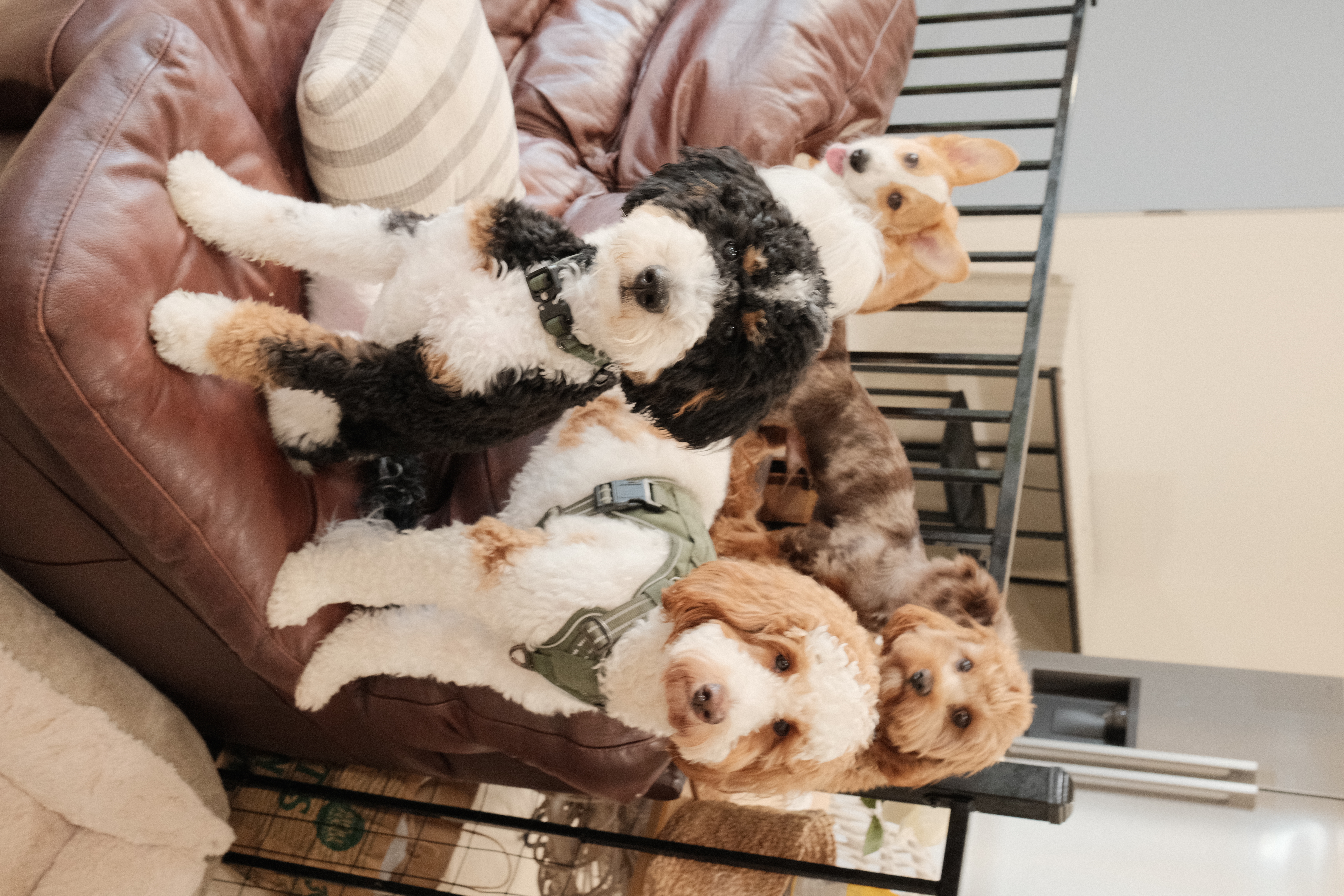 Happy dog at Paw Vivant