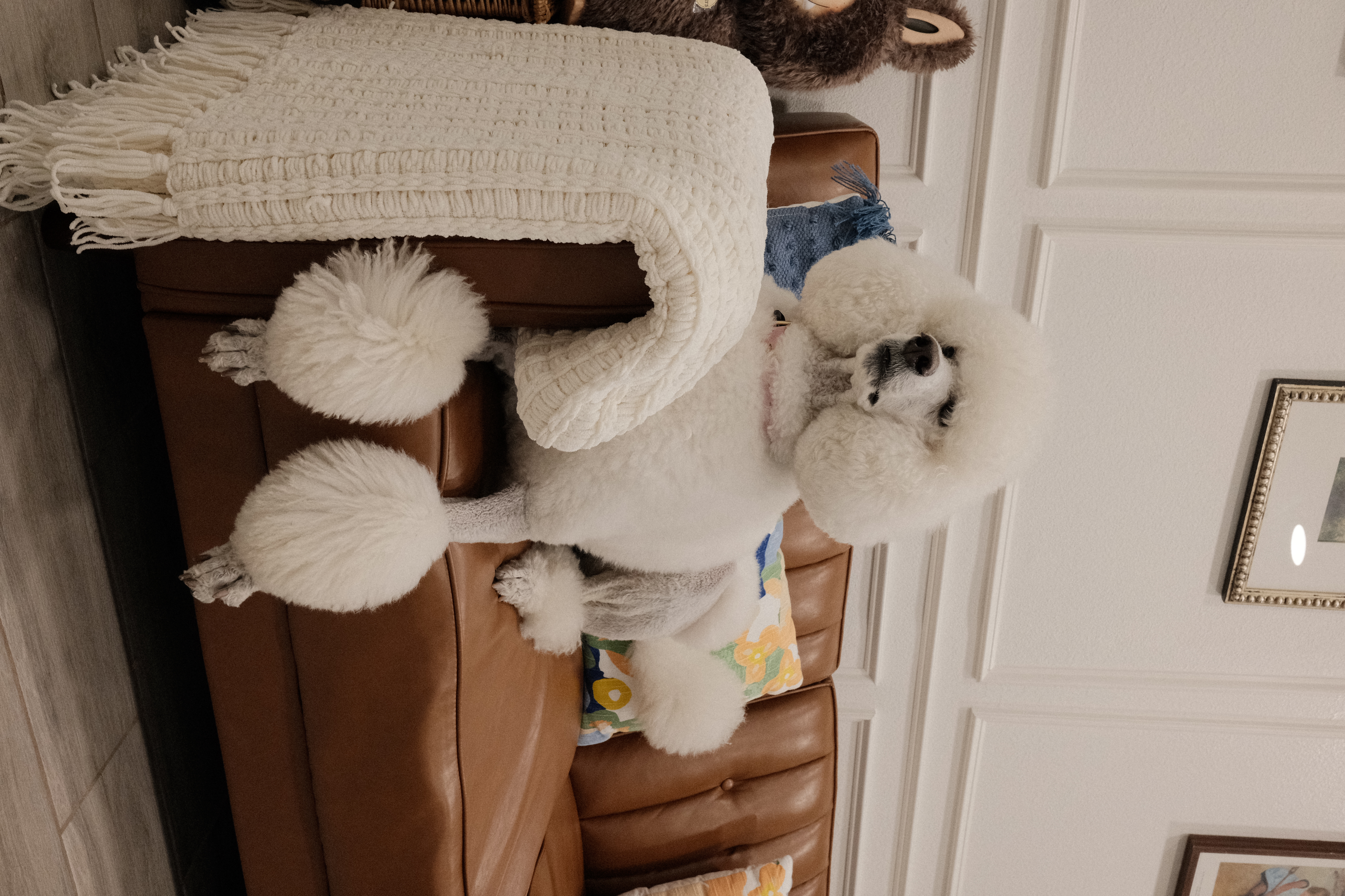 Dog Boarding