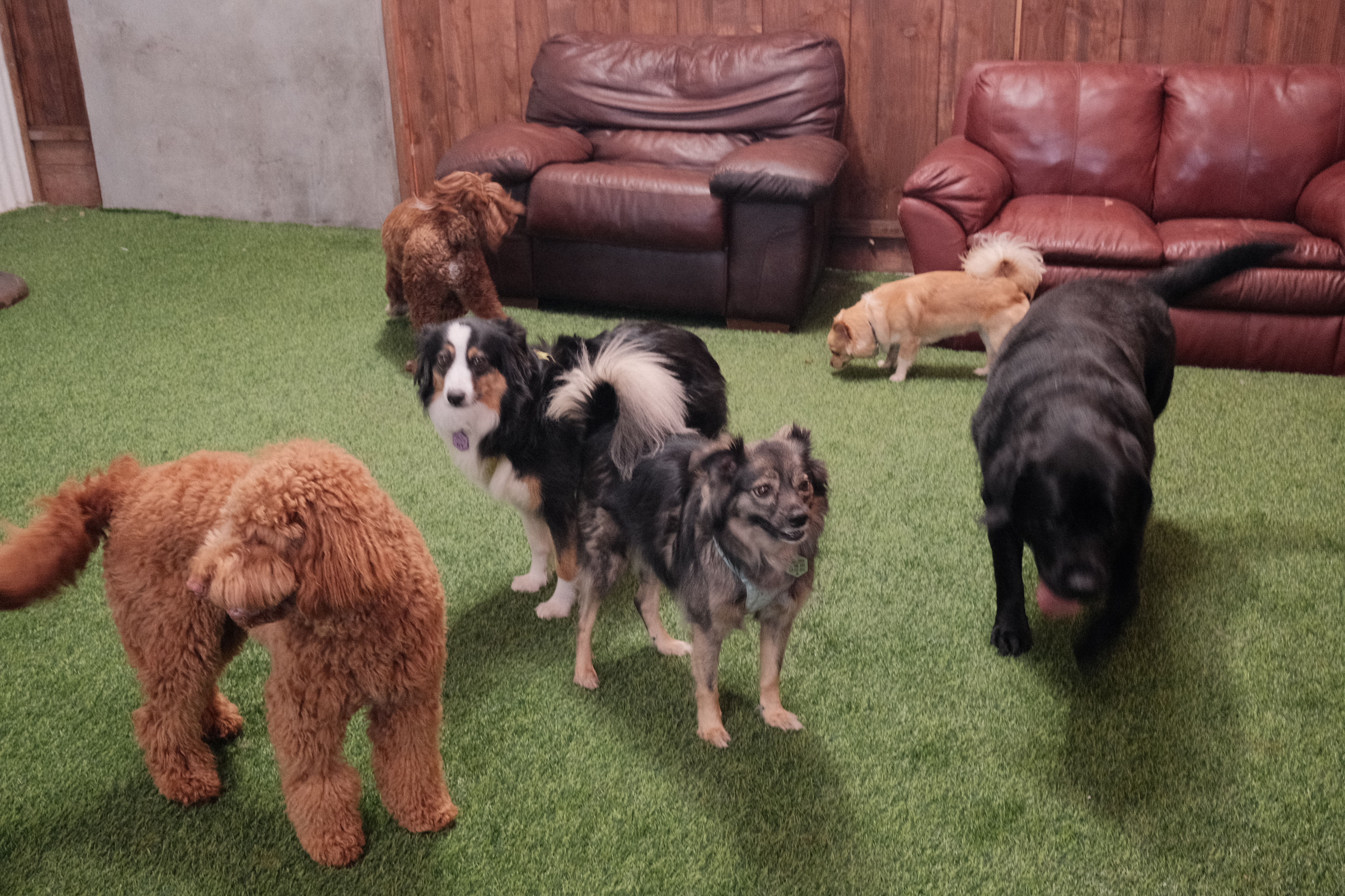Dog care