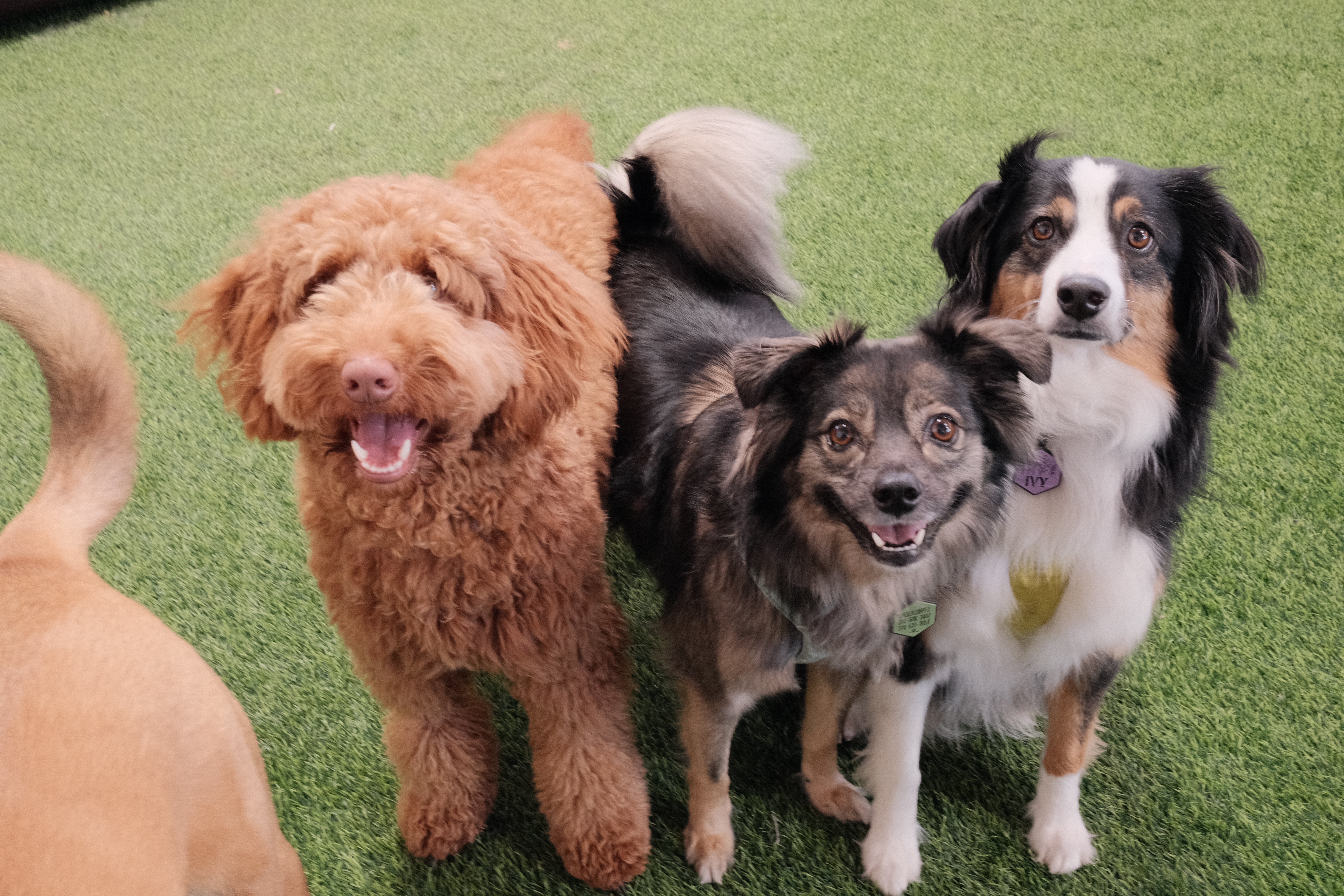 Daycare dogs