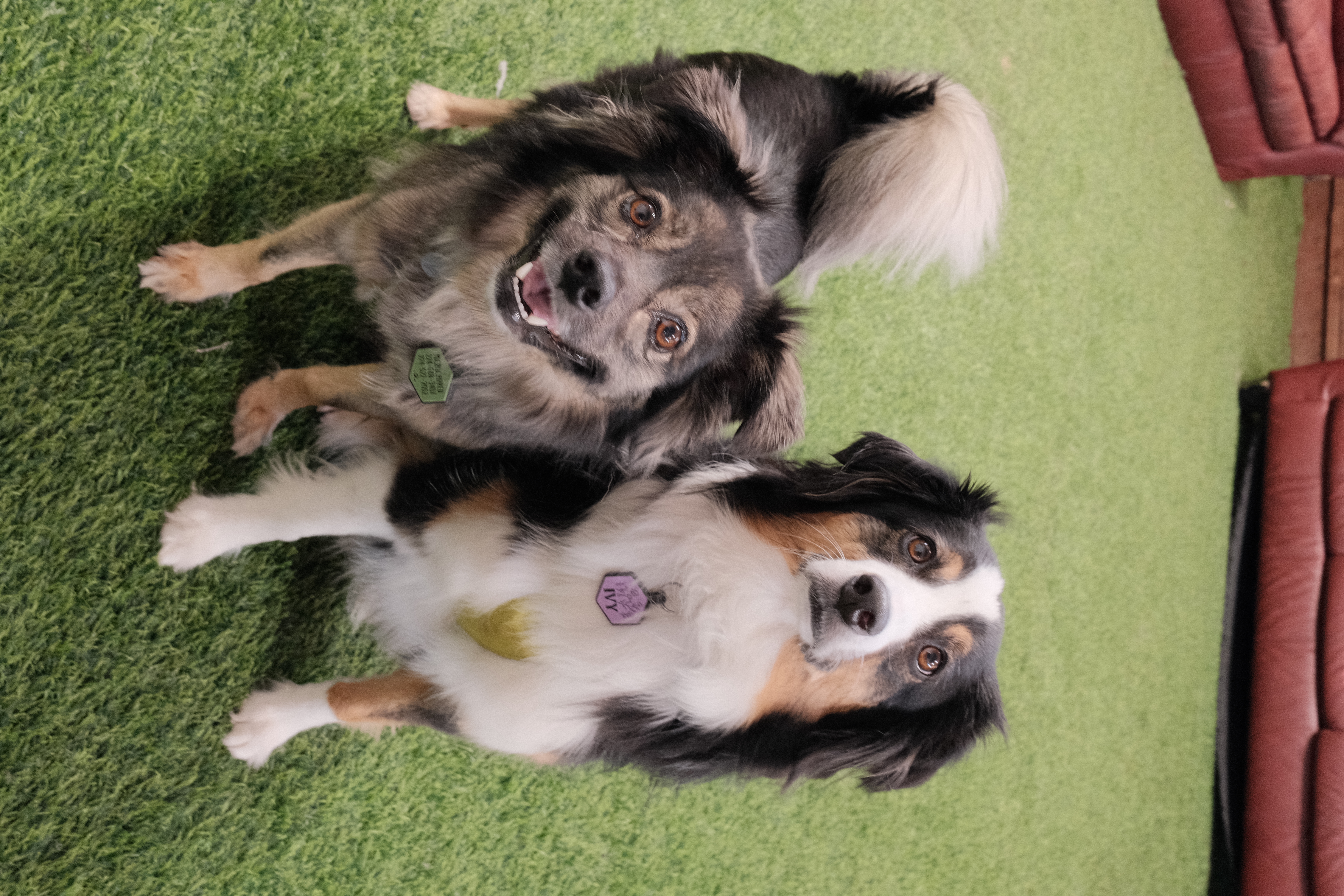 Happy dog at Paw Vivant