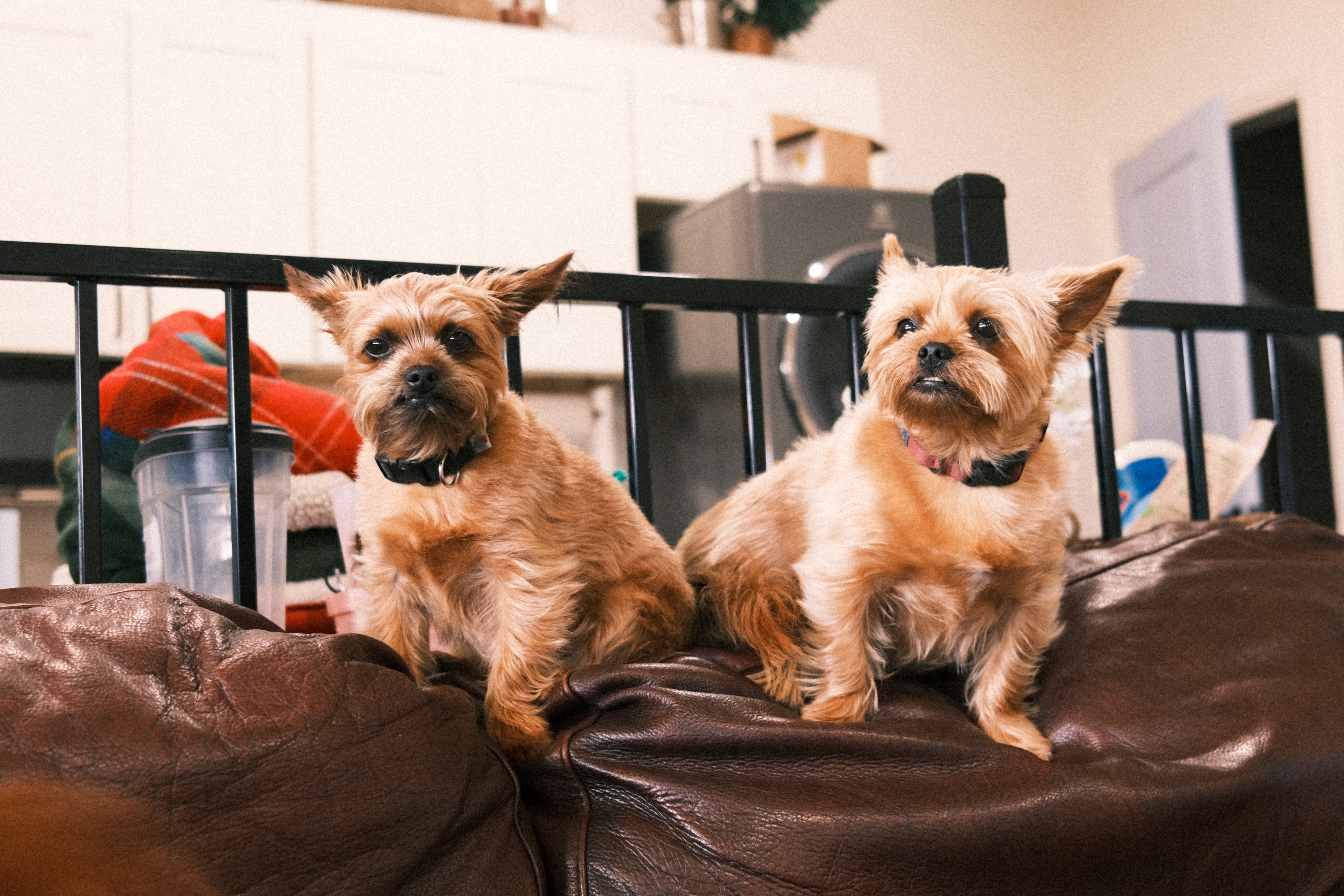 Happy dogs