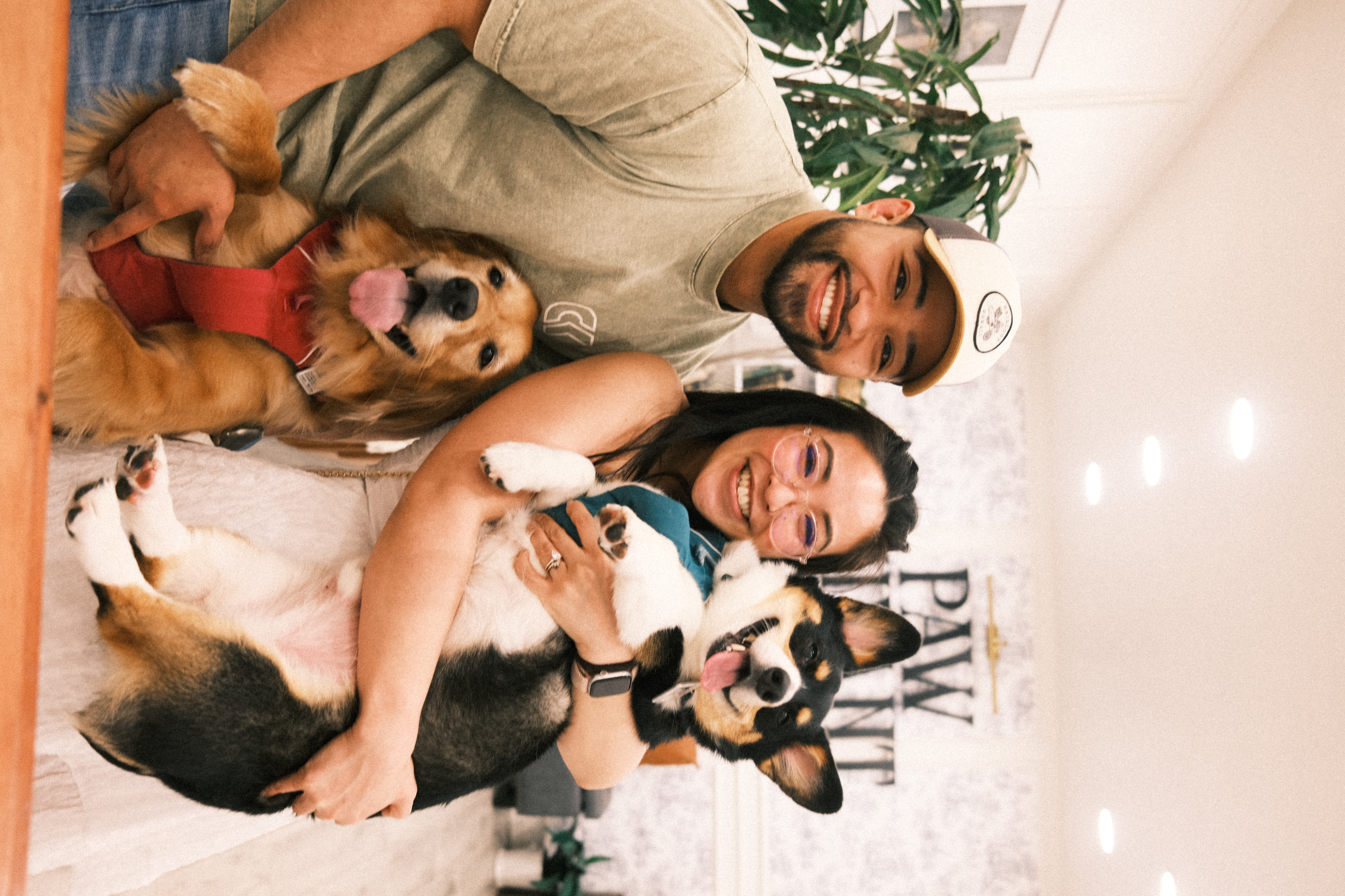 Happy dogs at daycare