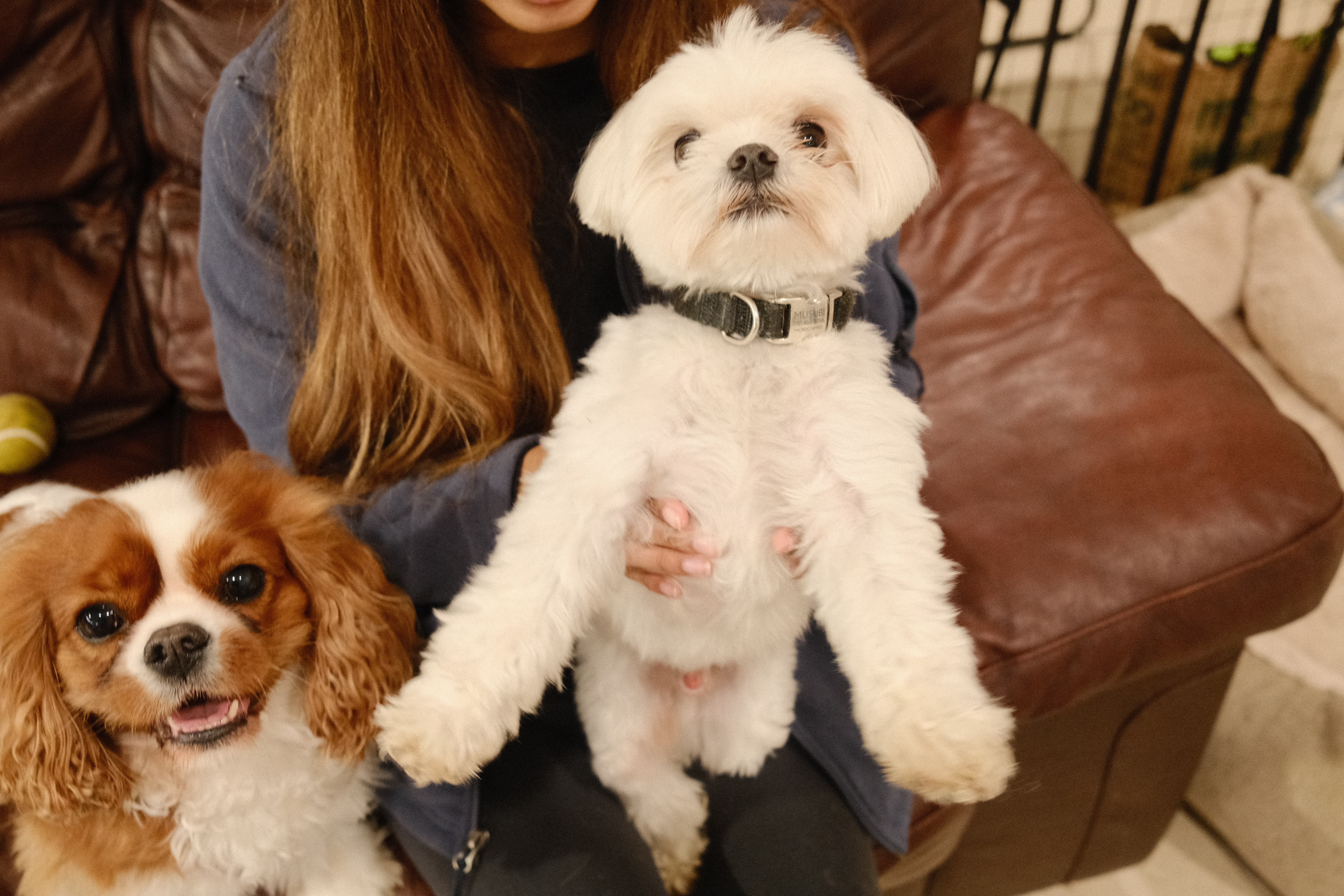 Happy dog at Paw Vivant