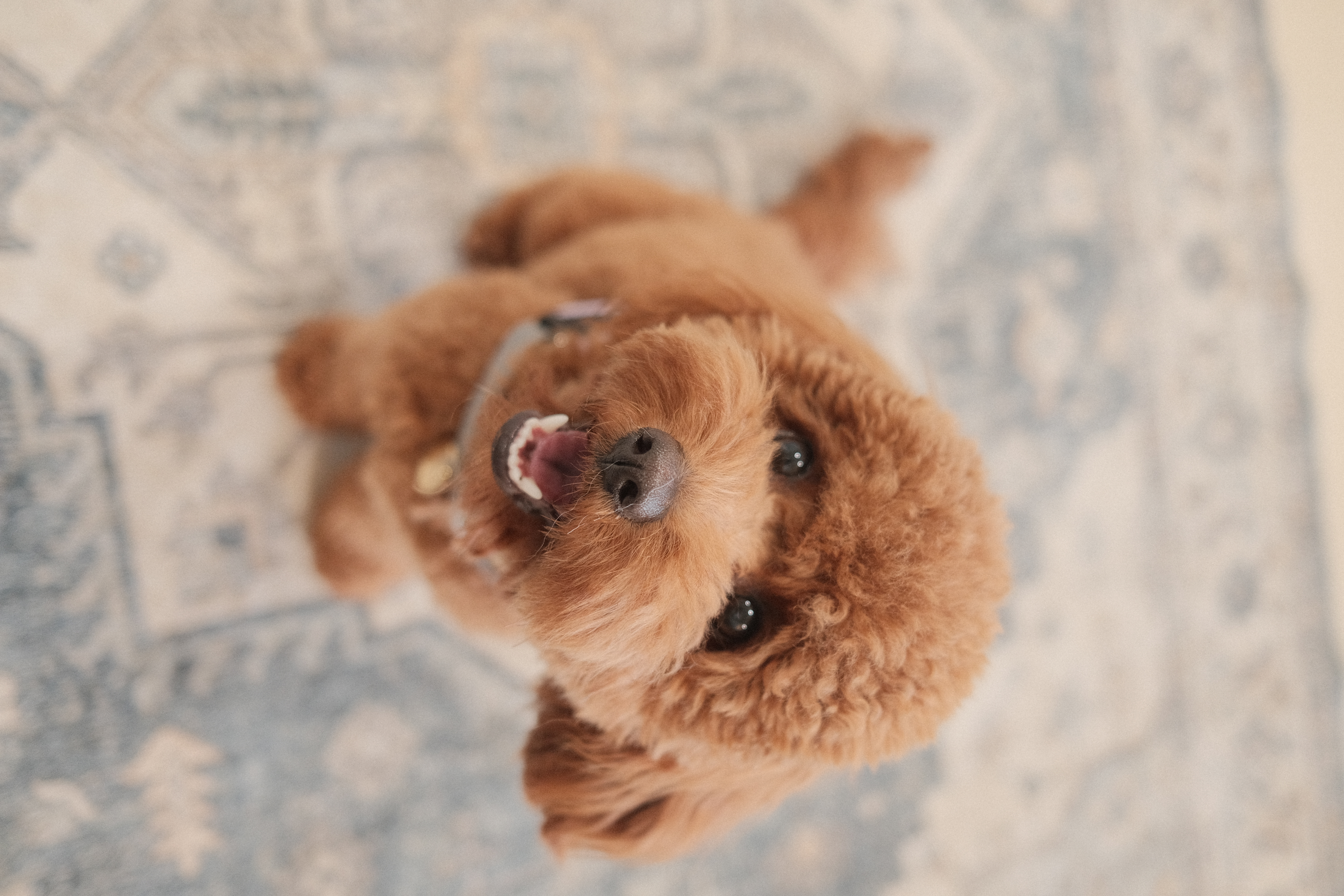 Curious pup