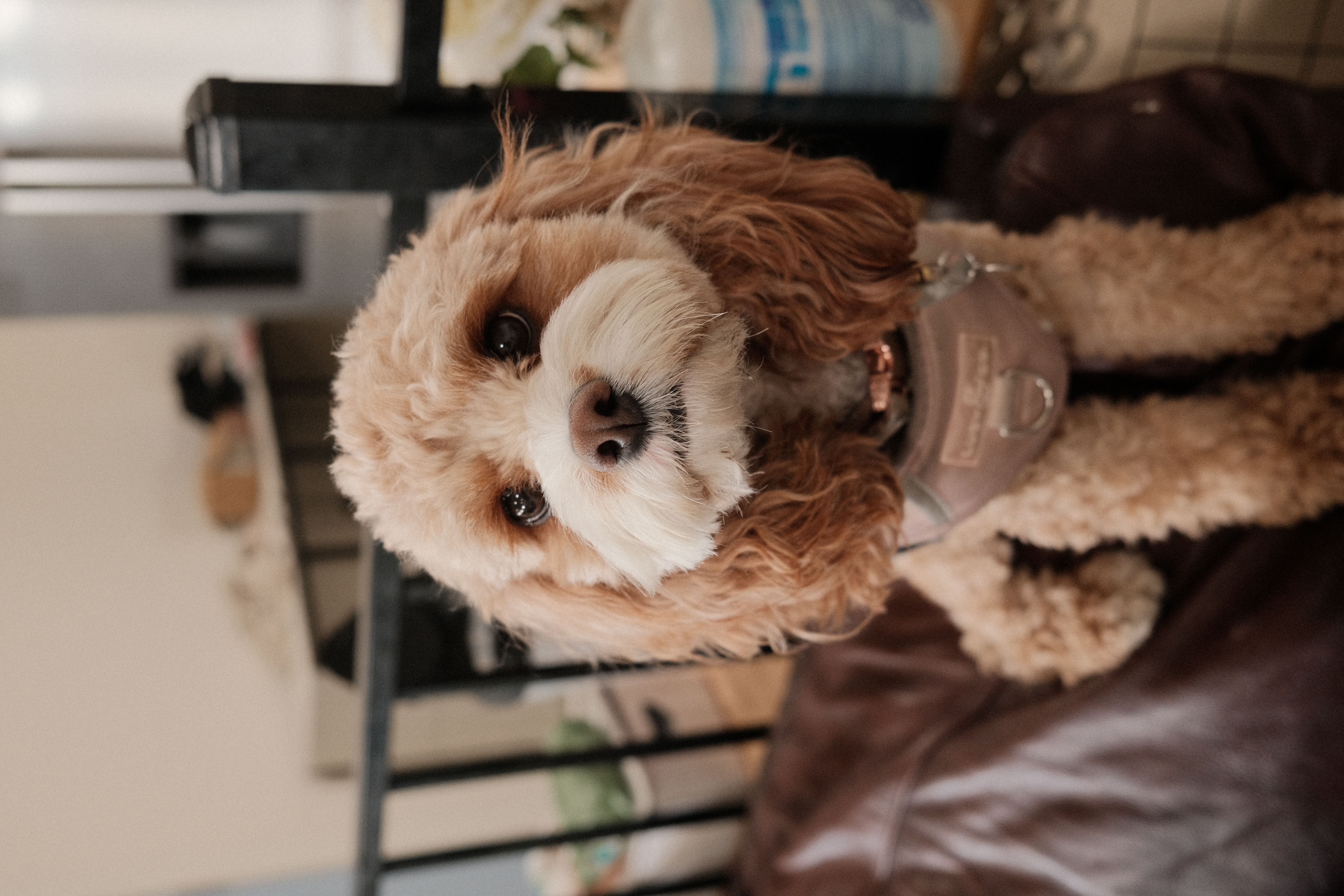 Happy dog at Paw Vivant