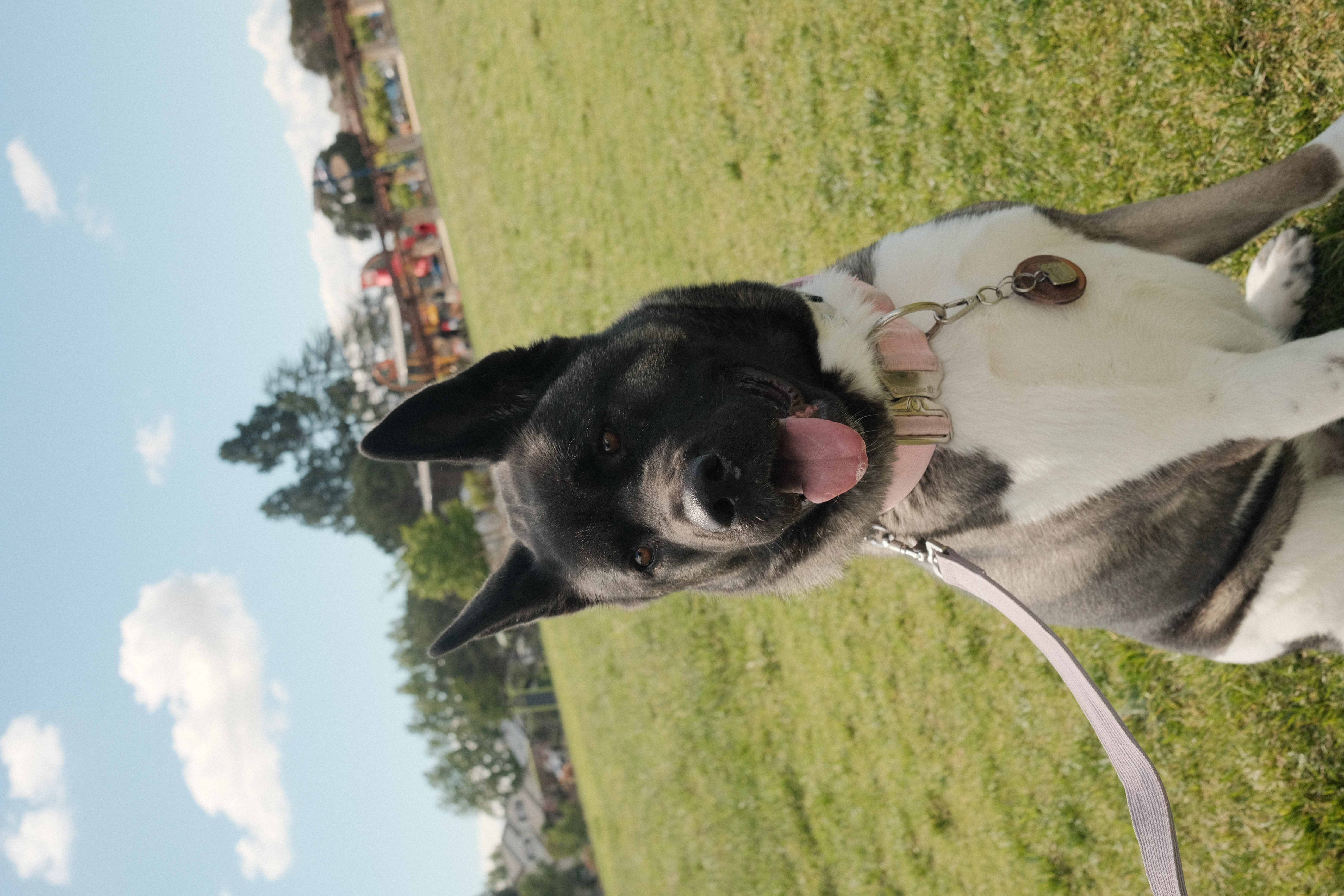 Happy dog at Paw Vivant