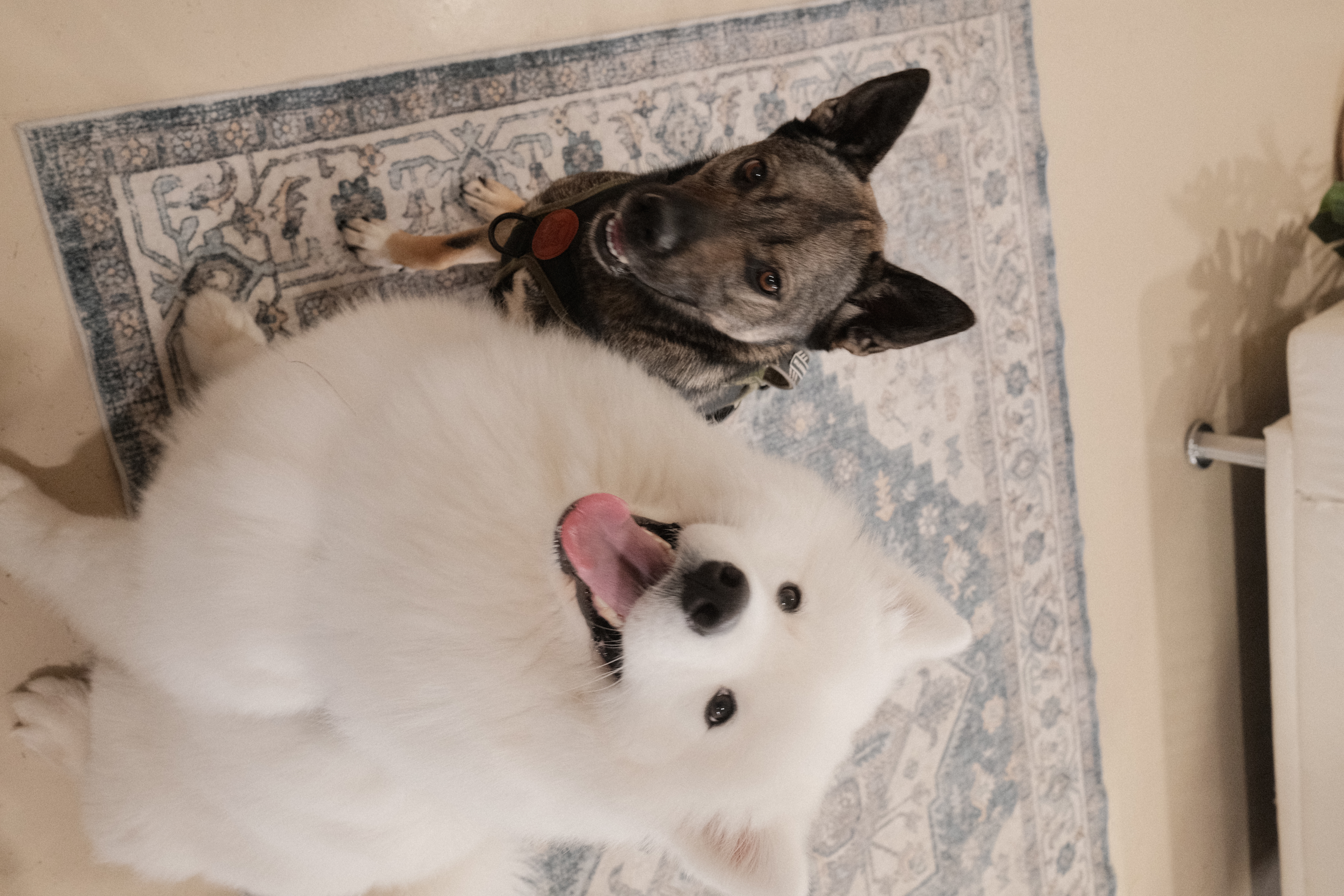 Happy dog at Paw Vivant