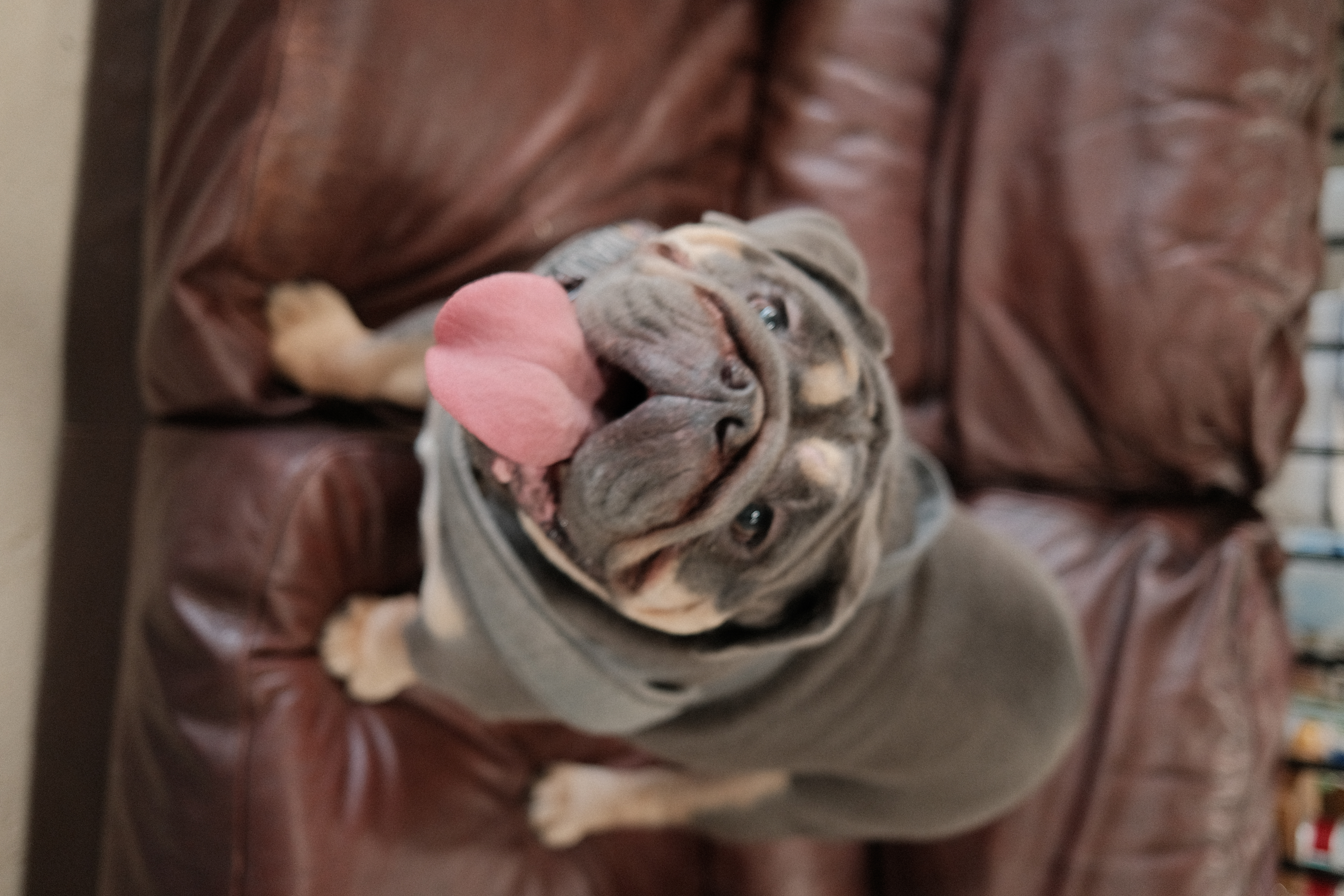 Happy dog