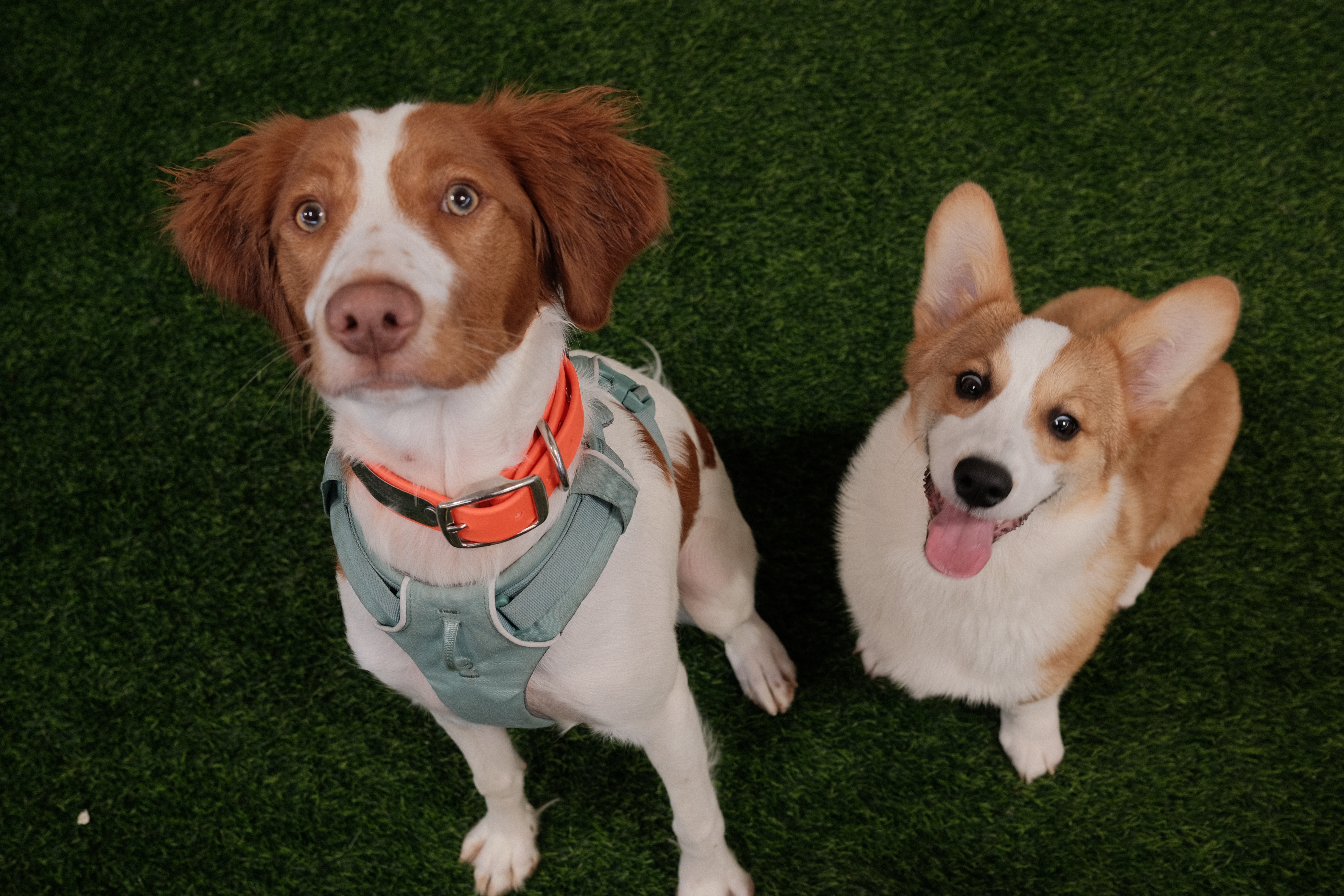 Dog Daycare