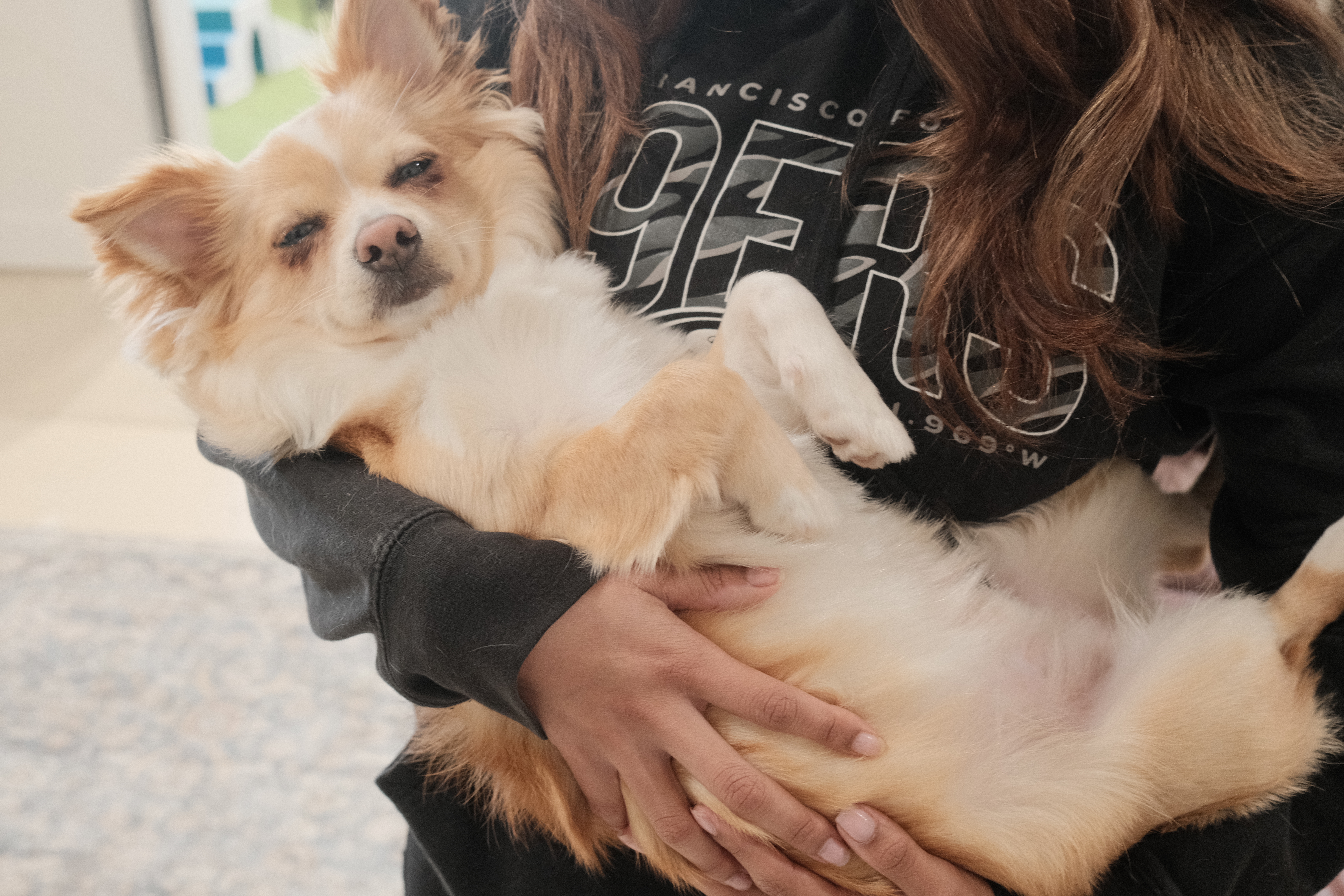 Dogs cuddling